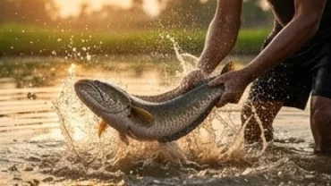 Người nông dân dứt khoát bắt cá lóc to khỏe dưới ao bùn lầy, hình ảnh chân thực cho giấc mơ thấy bắt cá lóc sinh tài lộc.