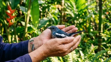 Hình ảnh minh họa điềm báo và ý nghĩa phong thủy chi tiết khi bạn nằm mơ thấy bắt được chim trong tự nhiên