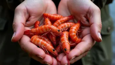 Mơ thấy bắt được nhiều tôm he