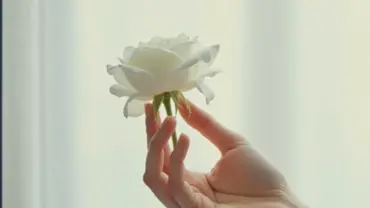 Mơ thấy bị hoa hồng trắng đâm