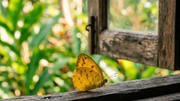 Bướm vàng tuyệt đẹp đậu bên khung cửa sổ một ngôi nhà gỗ truyền thống Việt Nam gợi mở điềm báo khi mơ thấy bướm bay vào nhà