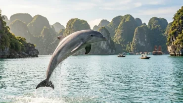 Hình ảnh phong thủy đẹp minh họa chi tiết ý nghĩa khi mơ thấy cá heo mang lại may mắn tài lộc