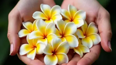 Mơ thấy cầm nhiều hoa đại trên tay