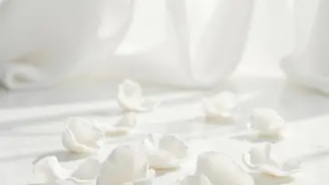 Mơ thấy cánh hoa hồng trắng rụng