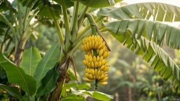 Cây chuối xanh tốt trĩu quả trong vườn nhà tượng trưng cho điềm báo may mắn khi mơ thấy cây chuối