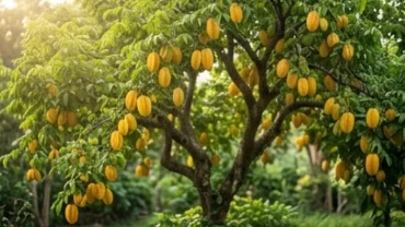 Cây khế sai trĩu quả vàng ươm dưới ánh nắng mặt trời đại diện cho điềm báo cát lành khi mơ thấy cây khế