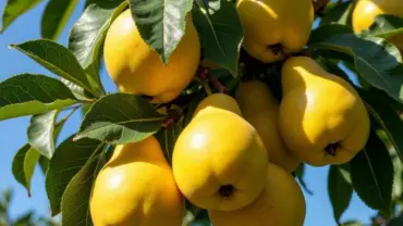 Mơ thấy cây lê sai trĩu quả