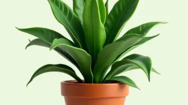 Mơ thấy cây lưỡi hổ xanh tốt