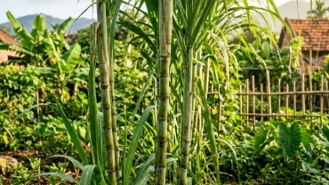 Hình ảnh bụi cây mía xanh tốt vươn cao đại diện cho điềm báo cát tường khi bạn mơ thấy cây mía trong phong thủy