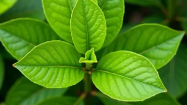 Mơ thấy cây phật thủ xanh tốt