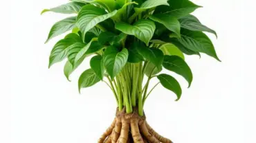 Mơ thấy cây sâm tươi tốt là điềm báo gì?