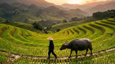 Hình ảnh người nông dân dắt trâu trên cánh đồng lúa xanh mướt minh họa cho điềm báo mơ thấy chăn trâu trong sự nghiệp