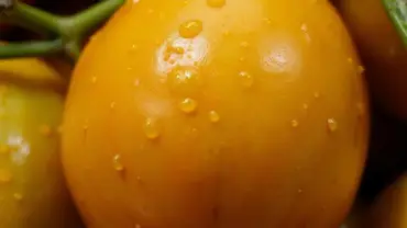 Mơ thấy chanh dây chín vàng ươm