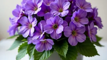Mơ thấy chậu hoa violet nở rộ