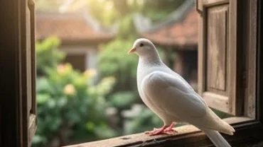 Chim bồ câu trắng muốt đậu duyên dáng dưới ánh nắng ban mai, đại diện cho điềm báo cát tường khi mơ thấy chim bồ câu