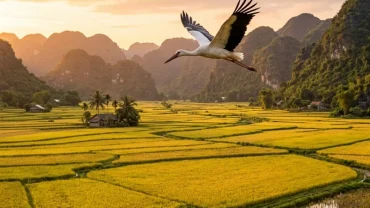 Hình ảnh nghệ thuật minh họa cho điềm báo khi mơ thấy cò trắng bay lượn trên cánh đồng lúa chín tại làng quê Việt Nam