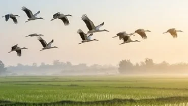 Đàn cò trắng muốt sải cánh bay lượn trên bầu trời xanh mang theo điềm báo vượng khí khi mơ thấy cò trắng