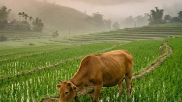 Hình ảnh con bò nhẩn nha gặm cỏ trên cánh đồng giúp bạn giải mã chi tiết điềm báo khi mơ thấy con bò