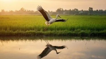 Đàn cò trắng sải cánh bay lượn trên bầu trời hoàng hôn mang theo điềm lành khi mơ thấy con cò