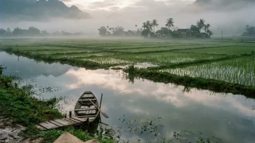 Hình ảnh người nông dân bước trên ruộng lúa miền quê Việt Nam cùng nỗi lo mơ thấy con đỉa bám chân hút máu
