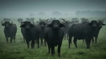 Người mơ thấy đàn trâu đen khổng lồ khỏe mạnh giữa thiên nhiên bao la rộng lớn