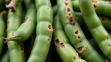 Mơ thấy đậu xanh bị sâu là điềm gì?
