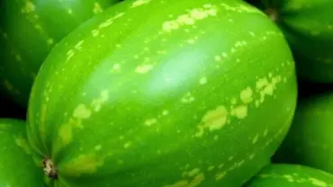 Mơ thấy dưa gang xanh tươi căng mọng