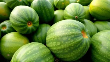Mơ thấy dưa lưới xanh tươi căng mọng
