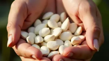 Mơ thấy được cho hạt sen trắng muốt
