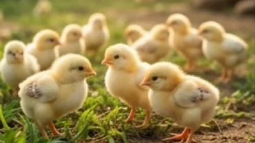 Đàn gà con lông vàng khỏe mạnh kiếm ăn trong vườn đại diện cho giấc mơ thấy gà con mang điềm báo đại cát