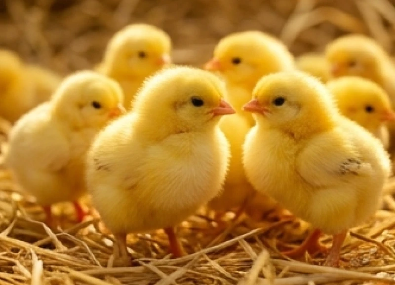 Đàn gà con sở hữu bộ lông màu vàng ươm rực rỡ tượng trưng cho hành Thổ và mang đến điềm báo vinh hoa phú quý