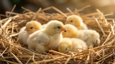 Cận cảnh những chú gà con lông vàng óng vừa mới nở nằm gọn trong tổ rơm ấm áp