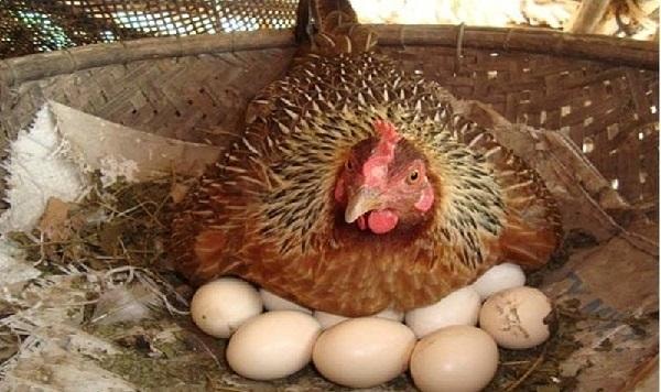 Nằm mơ thấy gà ấp trứng