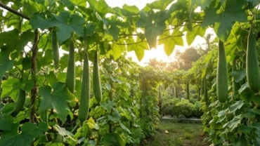 Giàn mướp xanh tươi trĩu quả tượng trưng cho điềm lành khi mơ thấy giàn mướp