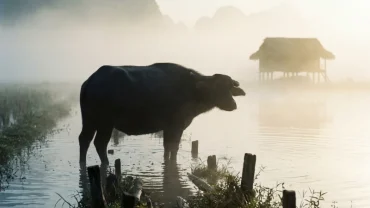 Hình ảnh minh họa cảm xúc tâm lý và ý nghĩa tâm linh khi mơ thấy giết trâu trong bối cảnh văn hóa Việt Nam