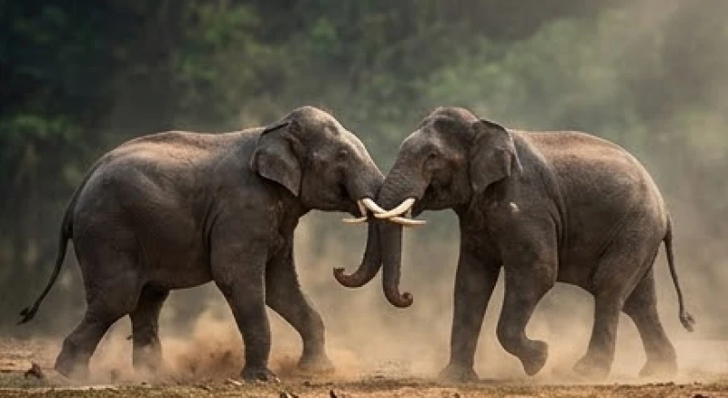 Hai con voi đực to lớn đang dùng ngà húc nhau quyết liệt trong giấc mơ thấy voi chiến đấu