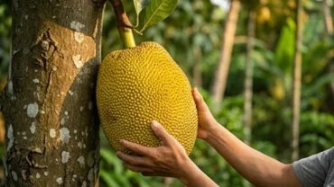 Người nông dân vươn tay hái quả mít chín vàng ươm căng mọng từ thân cây xù xì phản ánh chân thực giấc mơ thấy hái mít chín