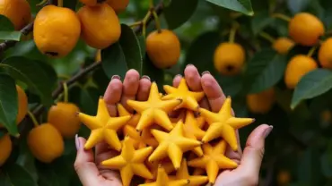 Mơ thấy hái nhiều quả khế chín, đánh con gì?
