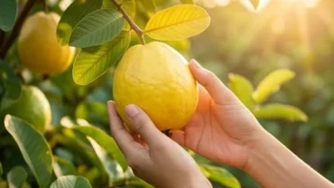 Đôi bàn tay hái trái ổi chín vàng rực rỡ giữa vườn ngập nắng, đại diện cho điềm báo cát lành khi mơ thấy hái ổi