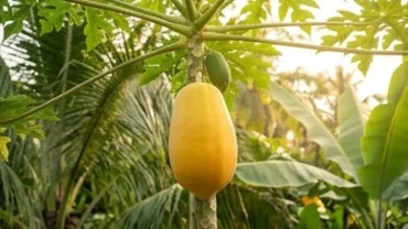 Trái đu đủ chín vàng mọng nước đại diện cho điềm lành khi mơ thấy hái quả đu đủ ngoài đời thực