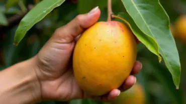 Mơ thấy hái xoài chín mọng