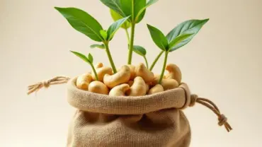 Mơ thấy hạt điều mọc mầm trong bao tải