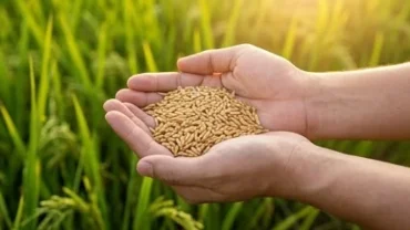 Bối cảnh giấc mơ thấy hạt lúa chín vàng óng ánh trên tay mang lại nhiều điềm báo tài lộc về mặt tài chính và sự nghiệp