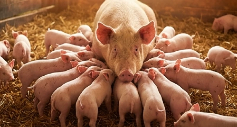 Mơ thấy heo đẻ là điềm gì: Giải mã bối cảnh và con số may mắn 4 Bầy lợn con đông đúc chật chuồng đang tranh nhau bú mẹ biểu thị cho sự bùng nổ về mặt tài chính và quan hệ