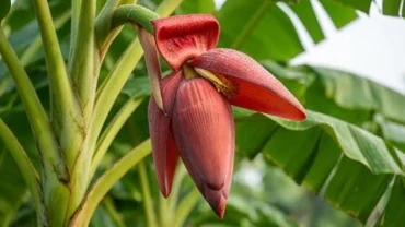 Bắp hoa chuối đỏ rực rỡ đang bung nở trên cây chuối xanh tươi báo hiệu điềm lành
