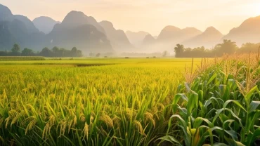 Phong cảnh cánh đồng lúa và hoa màu ruộng vườn tươi tốt trong sương sớm