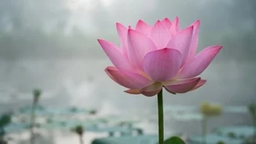 Đóa hoa sen hồng nở rộ tuyệt đẹp giữa mặt hồ tĩnh lặng tượng trưng cho điềm lành khi mơ thấy hoa sen