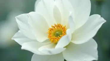 Mơ thấy hoa sứ nở trắng muốt
