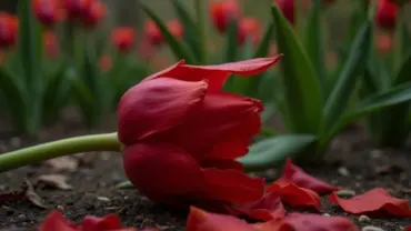 Mơ thấy hoa tulip đỏ rụng