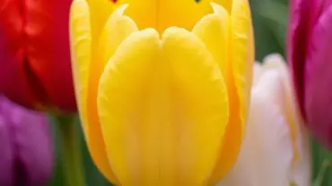 Mơ thấy hoa tulip nhiều màu sắc